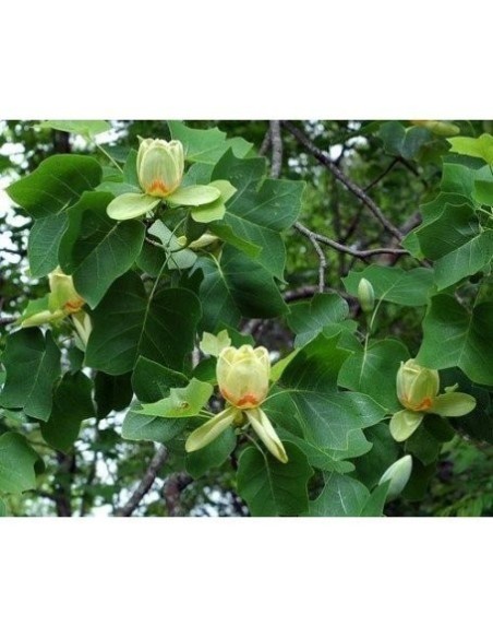 LIRIODENDRON SP 5L