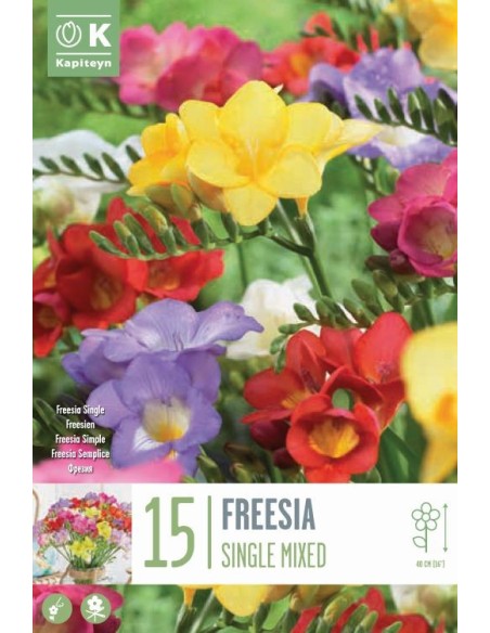 Bulbos Freesia Single Mix Kapiteyn | Flores Aromáticas y Coloridas  Endanea Garden