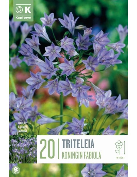 Bulbos Triteleia Kon Fabiola | Flores Azul-Violeta Resistentes  Endanea Garden