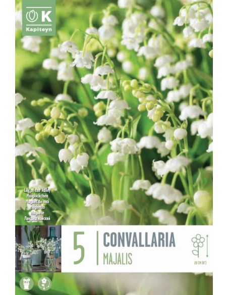Convallaria Majalis - Lirio del Valle Aromático para Jardines Sombríos | Endanea Garden