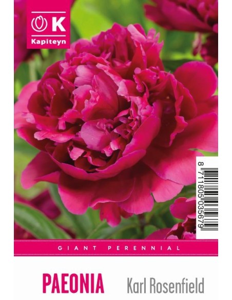 Peonía Giant Karl Rosenfield  Flores Rojas Grandes y Resistentes | Endanea Garden