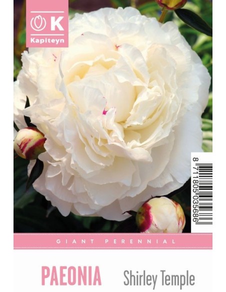 Peonía Giant Shirley Temple  Flores Grandes Marfil con Toques Rosados | Endanea Garden