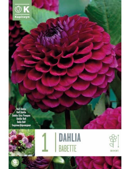 Dalia Babette | Bulbo de Flor Rosa y Blanca, Elegante y Resistente  Endanea Garden