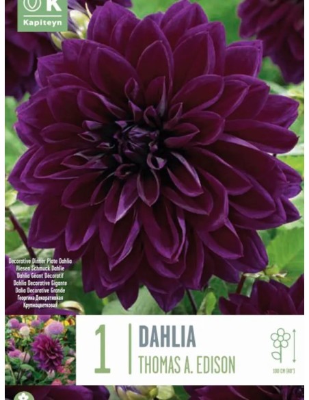 Dalia Thomas A Edison | Bulbo de Flor Grande y Color Vibrante  Endanea Garden