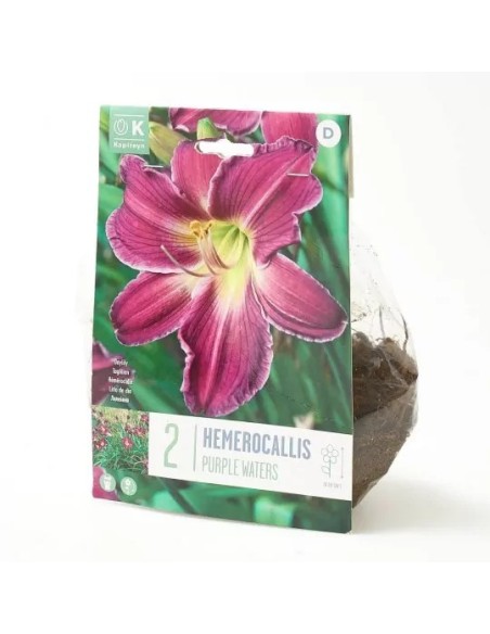 Bulbo Hemerocallis Purple Waters Kapiteyn - Lirio de Día Morado | Endanea Garden