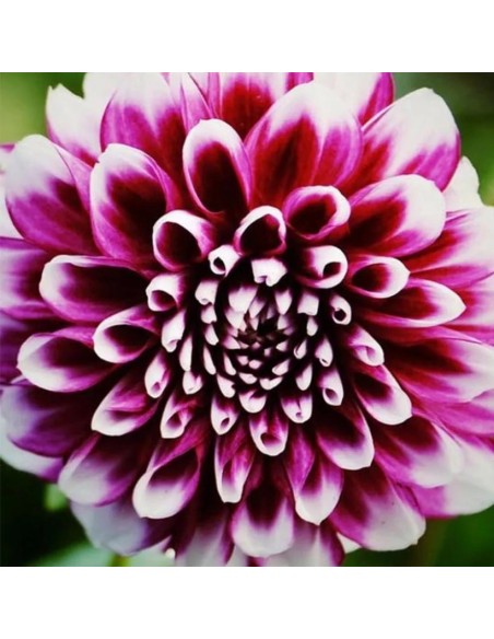 Bulbo Dalia Edinburg Kapiteyn  Flores Grandes y Vibrantes para Jardín | Endanea Garden