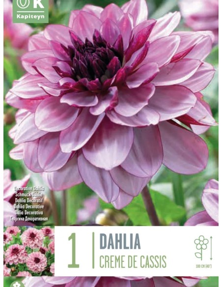 Bulbo Dalia Creme de Cassis Kapiteyn  Flores Lila-Púrpura Elegantes | Endanea Garden