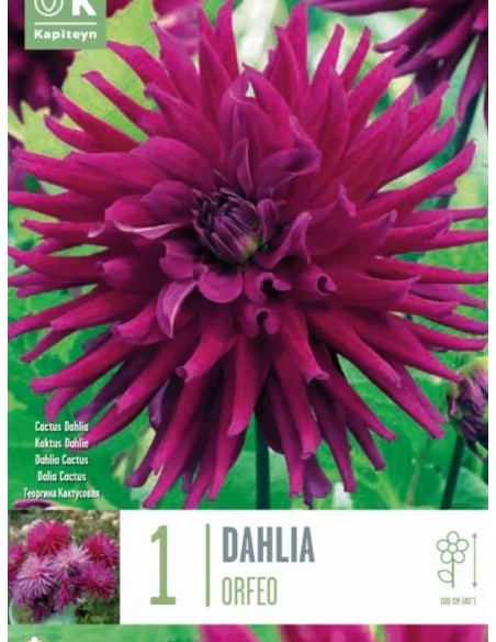 Bulbo Dalia Orfeo Kapiteyn  Flores Naranja Vibrante para Jardín | Endanea Garden