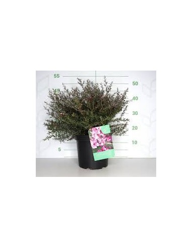 Leptospermum Scoparium 5L  Arbusto Resistente y Floración Aromática

