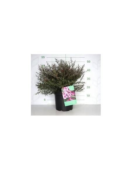 Leptospermum Scoparium 5L  Arbusto Resistente y Floración Aromática

