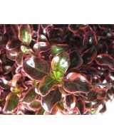 Coprosma Inferno 10L  Planta Ornamental de Follaje Rojo, Naranja y Amarillo | Endanea Garden

