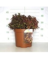 Coprosma Inferno 10L  Planta Ornamental de Follaje Rojo, Naranja y Amarillo | Endanea Garden

