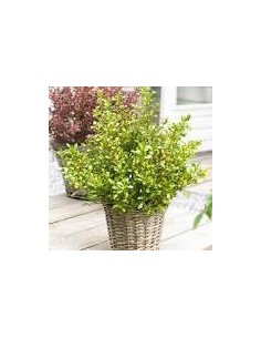 Coprosma Lemon  Arbusto Decorativo de Hojas Amarillo-Verde, Ideal para Jardines y Macetas

