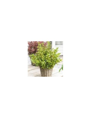 Coprosma Lemon  Arbusto Decorativo de Hojas Amarillo-Verde, Ideal para Jardines y Macetas

