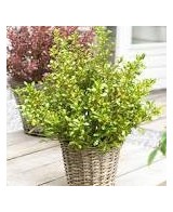 Coprosma Lemon  Arbusto Decorativo de Hojas Amarillo-Verde, Ideal para Jardines y Macetas

