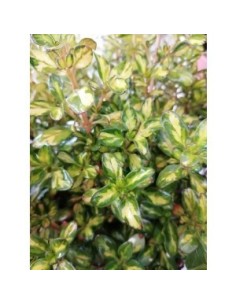 Coprosma Lemon  Arbusto Decorativo de Hojas Amarillo-Verde, Ideal para Jardines y Macetas

 2