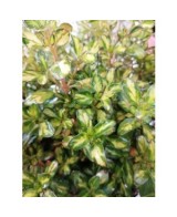 Coprosma Lemon  Arbusto Decorativo de Hojas Amarillo-Verde, Ideal para Jardines y Macetas

