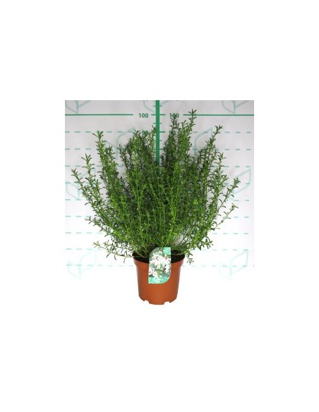 Eriostemon myoporoides 5L  Planta Ornamental Aromática y Resistente
