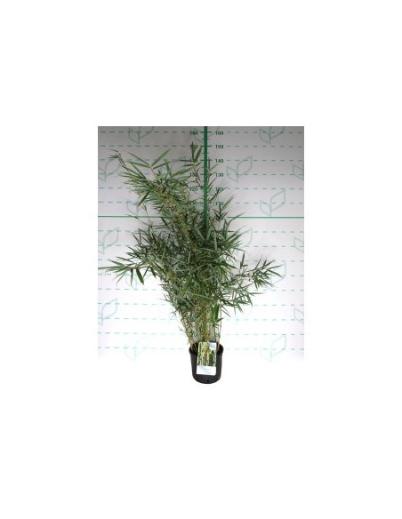 Fargesia Bambú No Invasivo 2-4m | Bambú Ornamental Resistente y Compacto