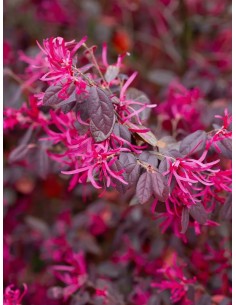 Loropetalum chinense Fire Dance 10L  Arbusto ornamental con follaje púrpura

