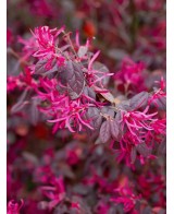 Loropetalum chinense Fire Dance 10L  Arbusto ornamental con follaje púrpura

