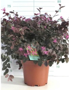 Loropetalum chinense Fire Dance 10L  Arbusto ornamental con follaje púrpura

 2