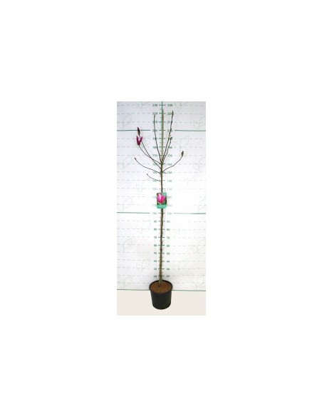 Magnolia Susan 10L | Magnolio con Flores Púrpura-Rosadas para Jardín y Terraza