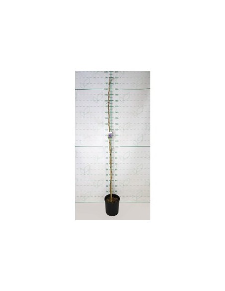 Wisteria Sinensis 10L  Planta trepadora con flores moradas | Endanea Garden