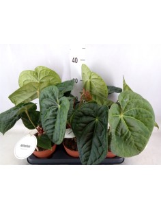 ANTHURIUM CLARINERVIUM