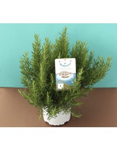 ROMERO OFFICINALIS M17