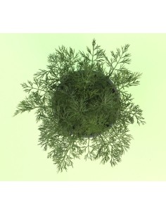 ENELDO ANETHUM GRAVEOLENS M13