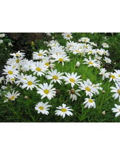 Argyranthemum Frutescens M14  Planta Ornamental Resistente al Sol | Endanea Garden

