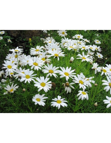 Argyranthemum Frutescens M14  Planta Ornamental Resistente al Sol | Endanea Garden

