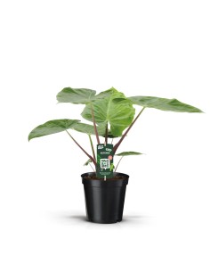 ALOCASIA