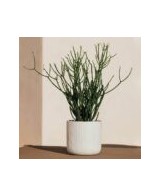 MACETA SITA  15X14.5CM  AIR BLANCO