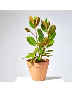 MAGNOLIA GRANDIFLORA 3.5L