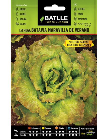 SEMILLA LECHUGA MARAV VERANO