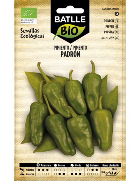 Semilla Pimiento Padrón Ecológico | Cultivo Fácil y Sabor Auténtico