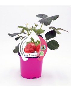 FRESA MARA DES BOIS M10.5 FRAGARIA ANANASSA