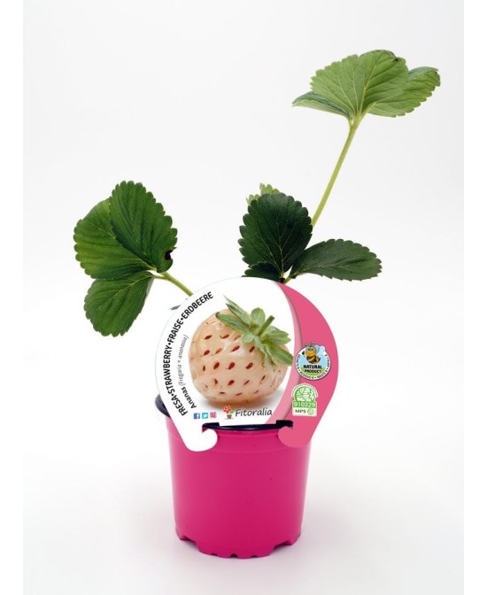 FRESA ANANAS M10.5