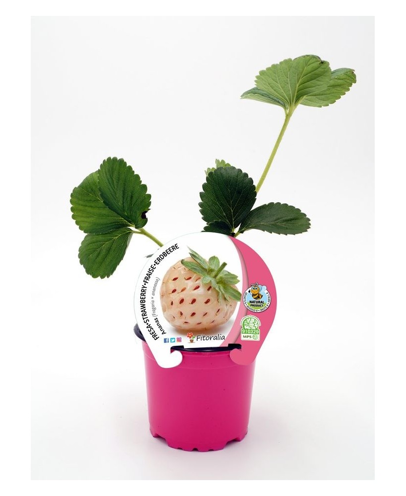 FRESA ANANAS M10.5