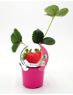 FRESA MARIGUETTE M10.5 FRAGARIA X ANANASSA