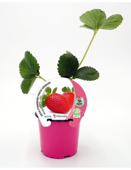 FRESA MARIGUETTE M10.5 FRAGARIA X ANANASSA