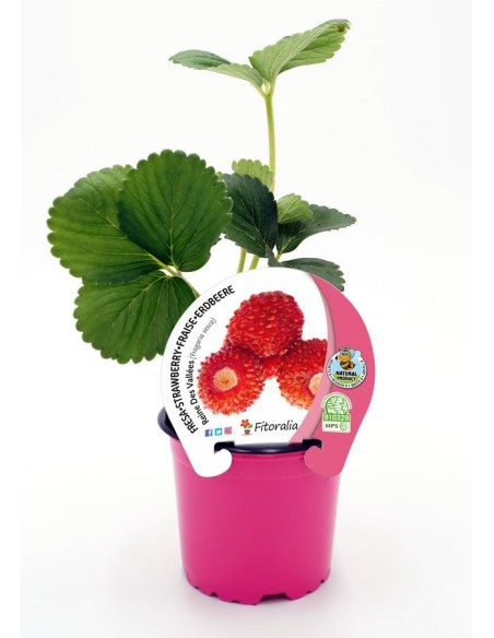 FRESITA DE  BOSQUE REINE DE VALLEES M10.5