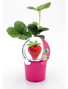 FRESA SAN ANDREAS M10.5