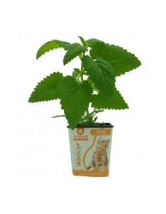 PETGRASS CATNIP NEPTA CATARIA