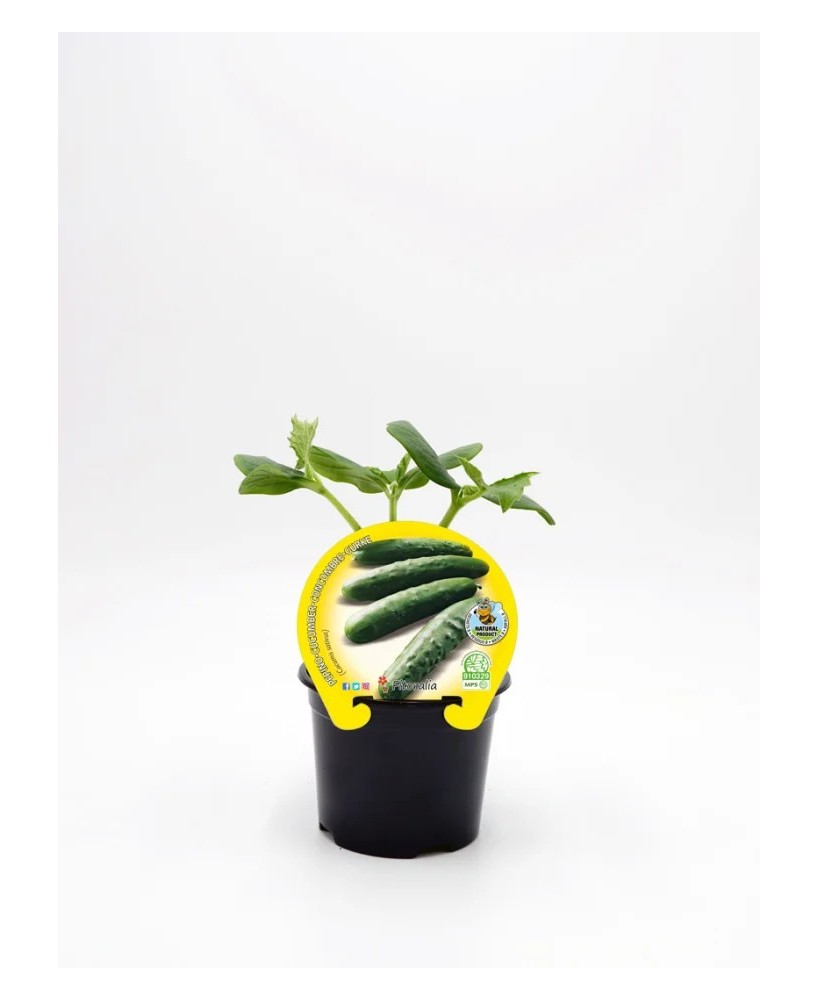 PEPINO ESPAÑOL PACK 1