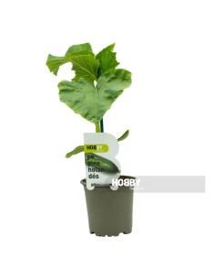 PEPINO HOLANDES PACK 1
