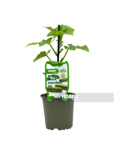 PEPINO SNACK MYCUBIES INJERTADO PACK 1