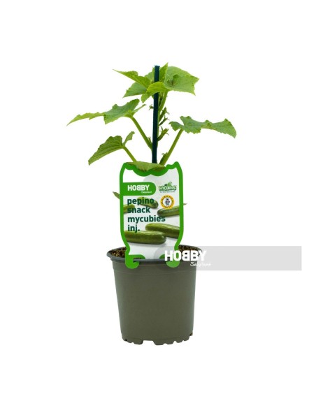 PEPINO SNACK MYCUBIES INJERTADO PACK 1